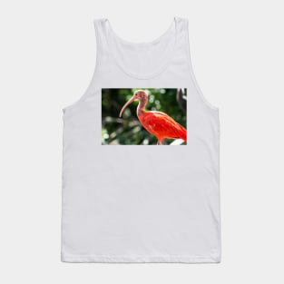 10117 ibis Tank Top